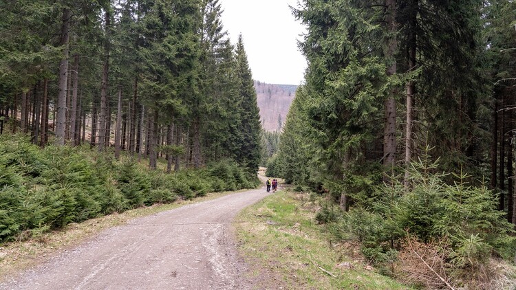 Jesień - złote barwy