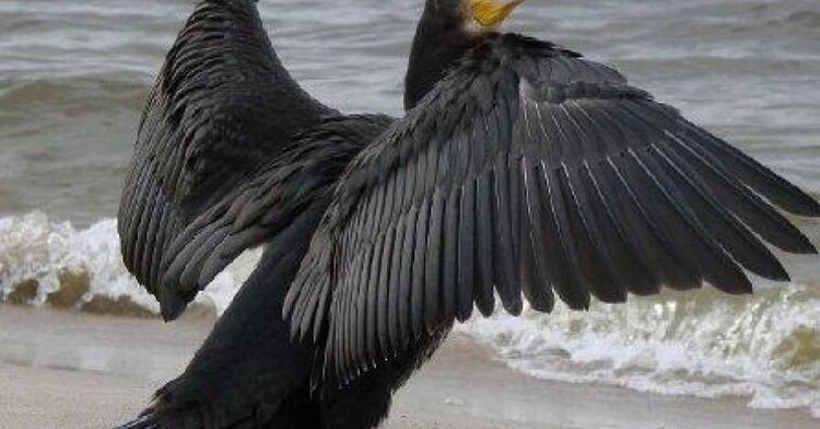 Atrakcje turystyczne Krynicy Morskiej