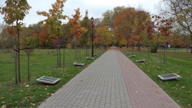 Aleja Dębów Gwiazd w Inowrocławiu