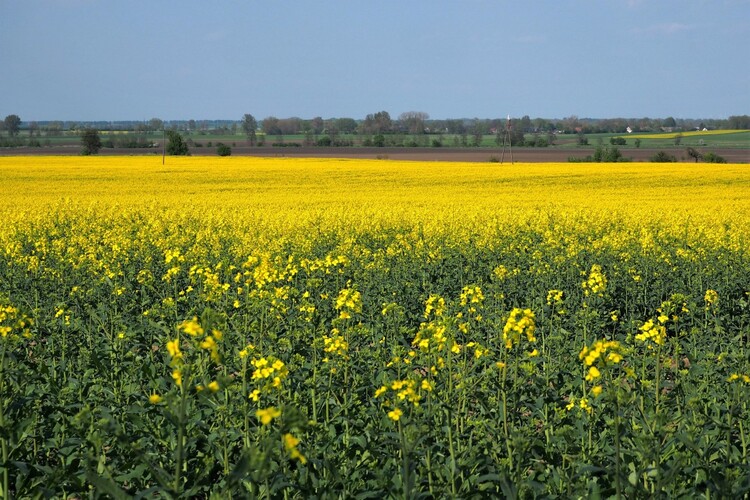 Noclegi na równinie