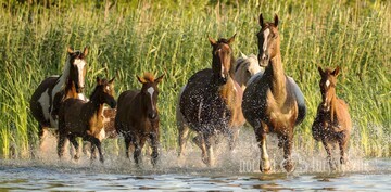 Szczytno Agroturystyka - Nad jeziorem