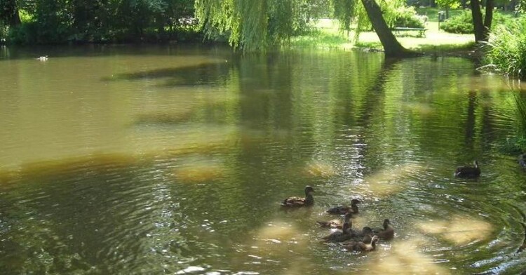 Inne atrakcje w pobliżu Pomnika kaczek