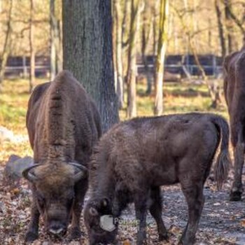 Zagroda Żubrów w Pszczynie