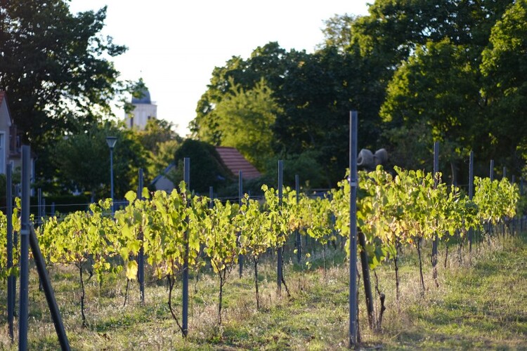 Winne Wzgórze w Zielonej Górze