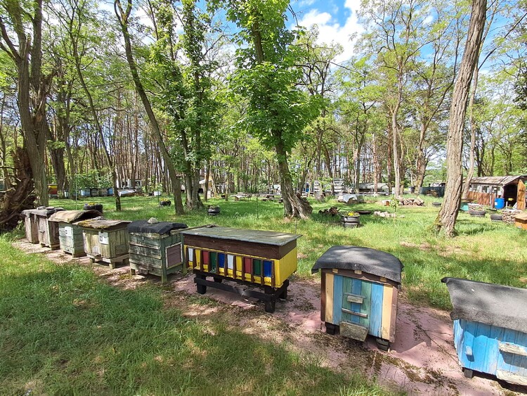 Skansen Pasieka Dydaktyczno-Hodowlana w Kostrzynie nad Odrą